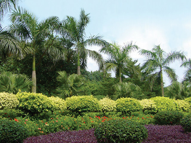 佛山市南海區(qū)經(jīng)濟(jì)開發(fā)區(qū)紅沙片區(qū)道路綠化工程